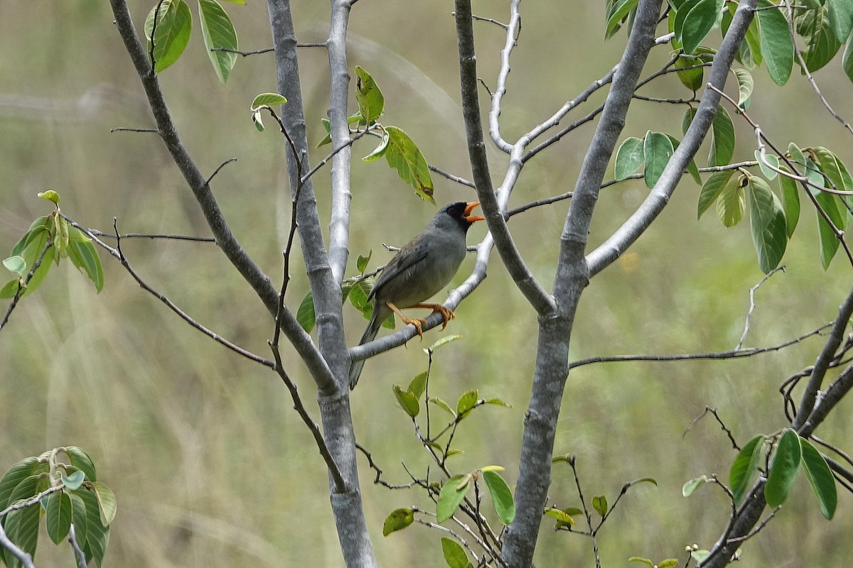 Gray-winged Inca-Finch - ML626212316