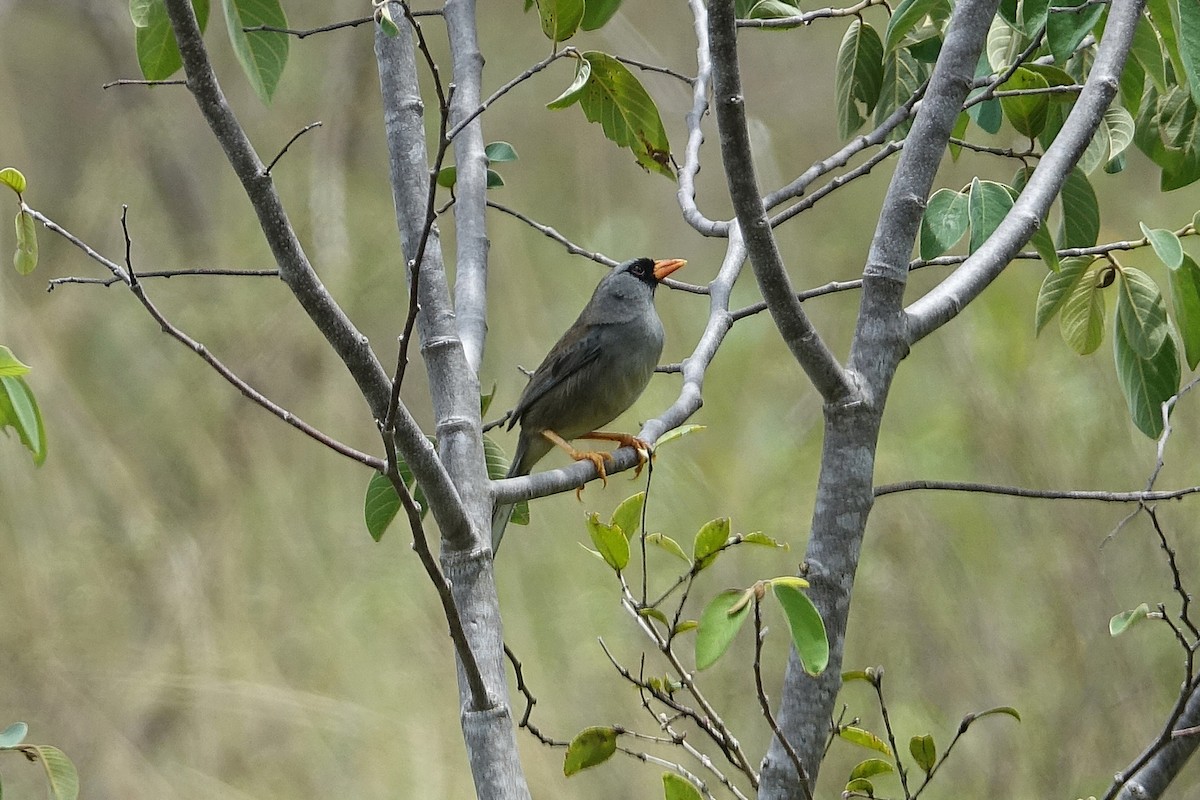 Gray-winged Inca-Finch - ML626212317