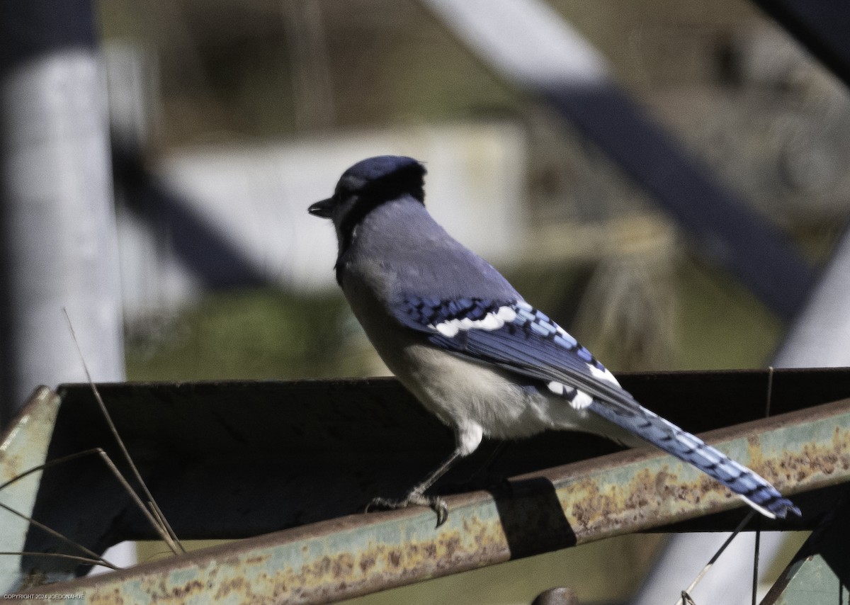 Blue Jay - ML626212344