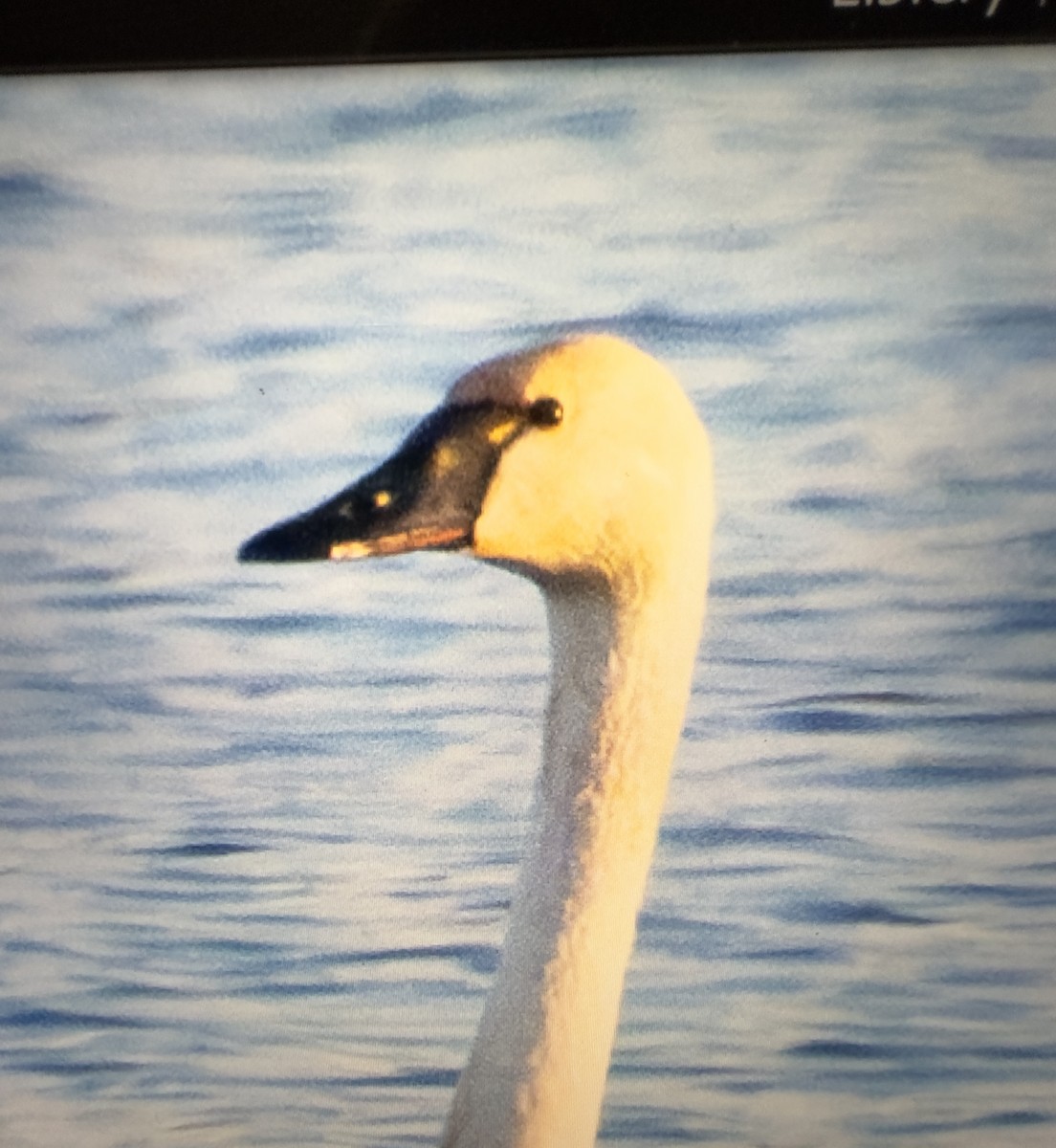 Cygne siffleur - ML626212363