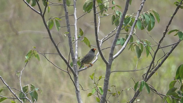 Gray-winged Inca-Finch - ML626212404