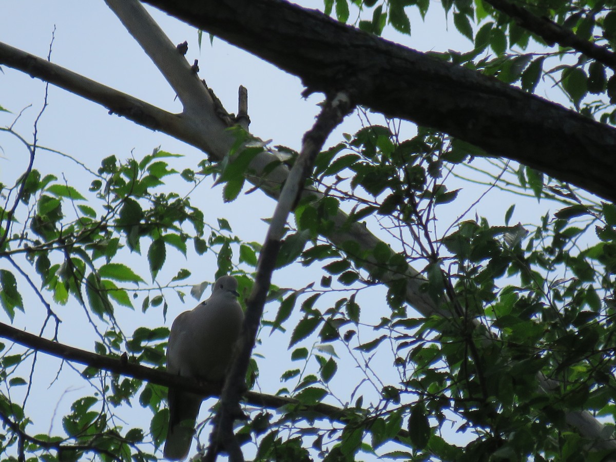 Eurasian Collared-Dove - ML62621271