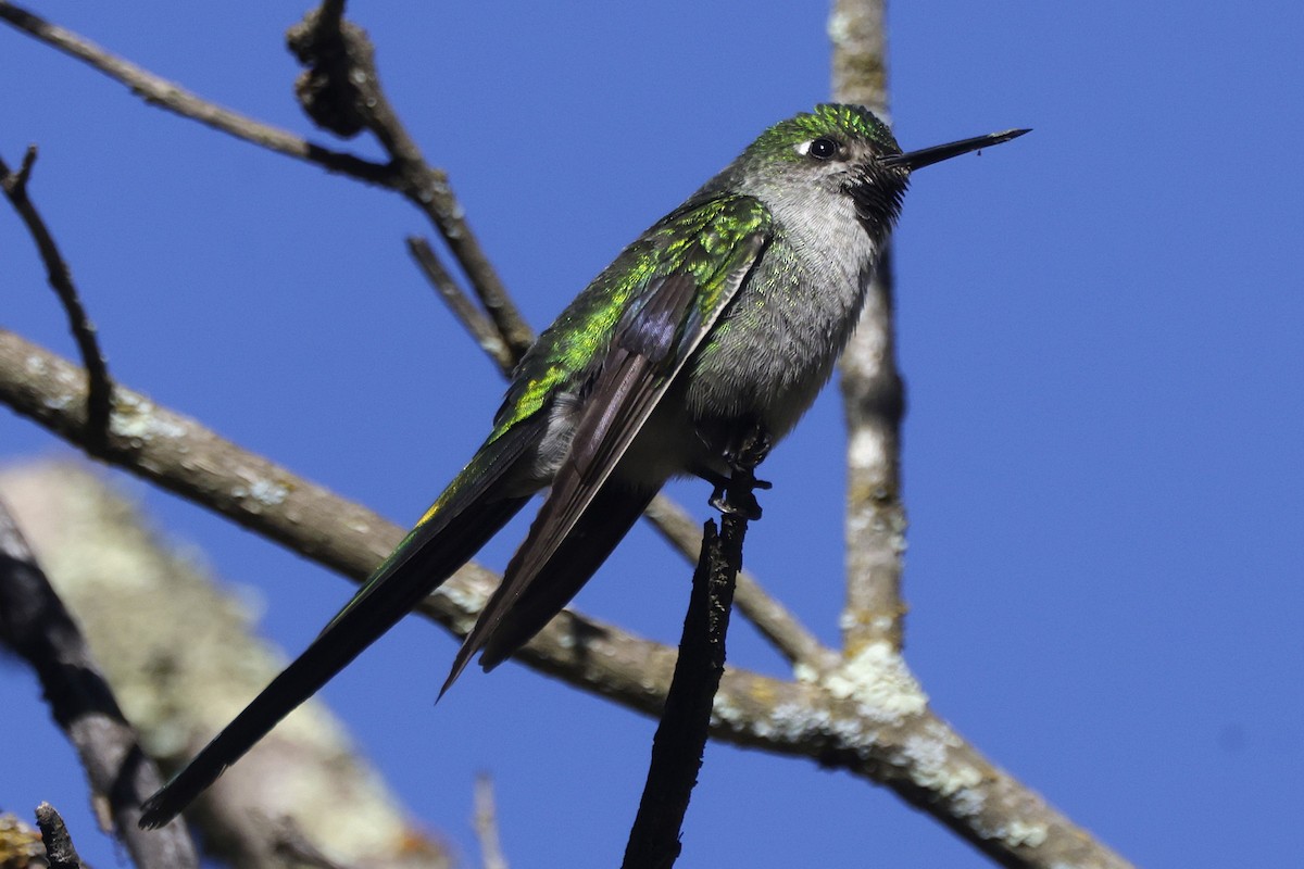 Gray-bellied Comet - ML626212948