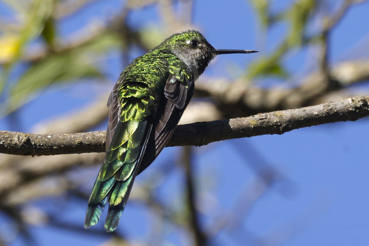 Gray-bellied Comet - ML626212949