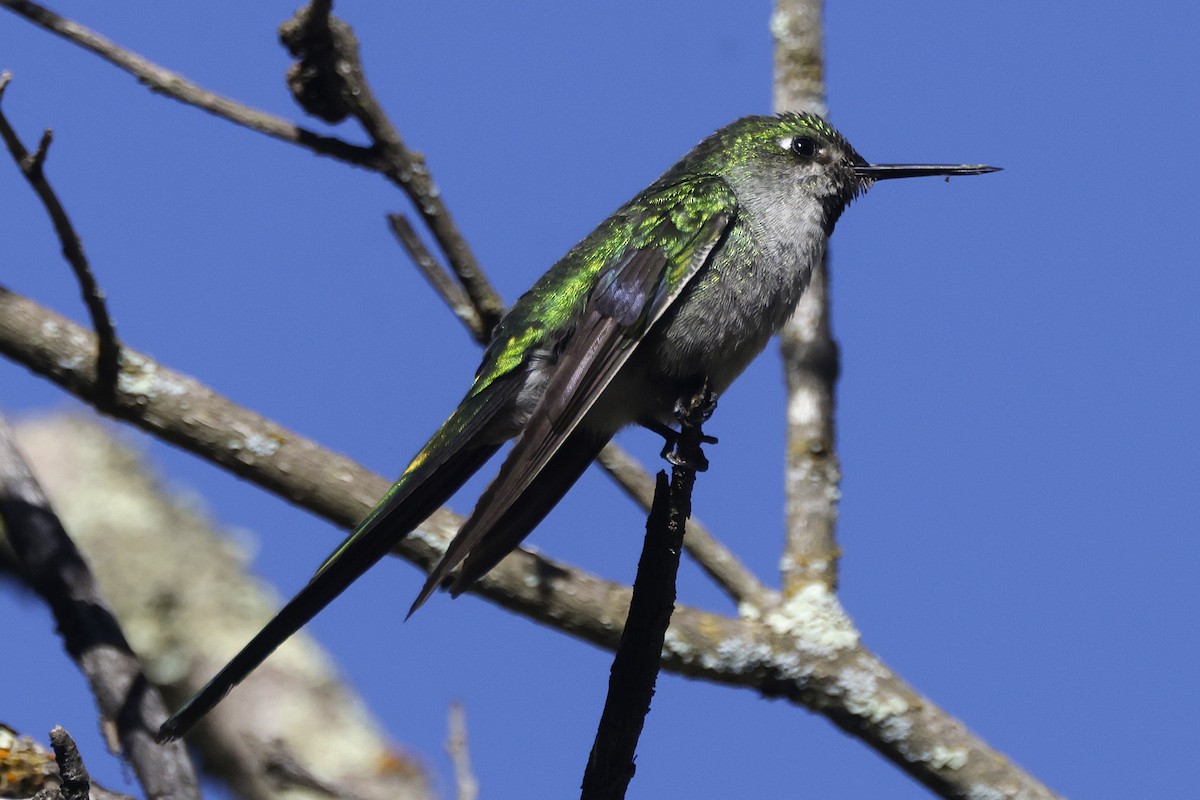 Gray-bellied Comet - ML626212950