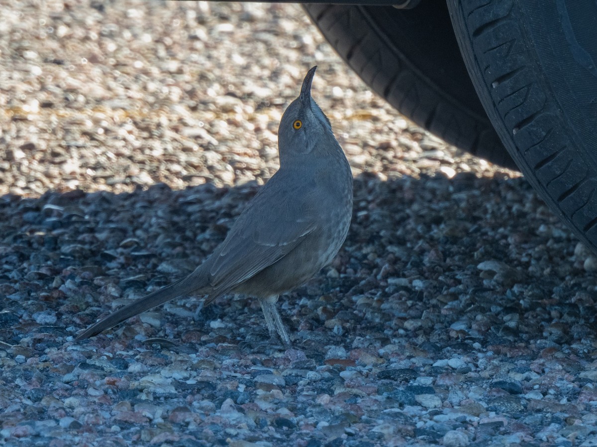 Curve-billed Thrasher - ML626213011