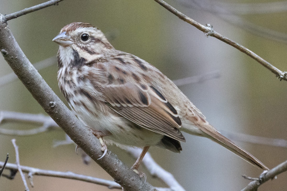 Song Sparrow - ML626213041