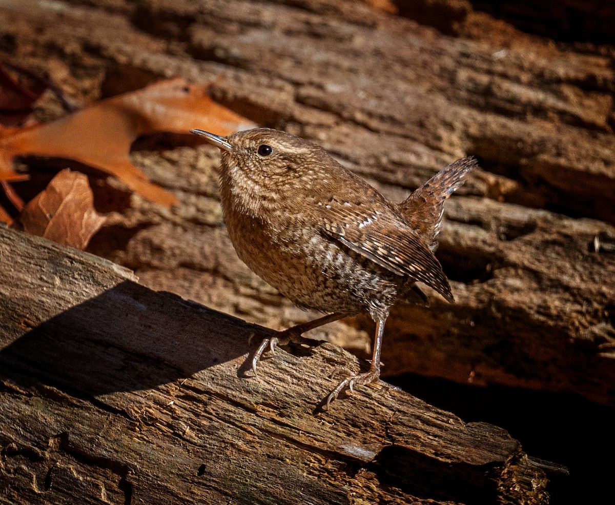 Winter Wren - ML626213063