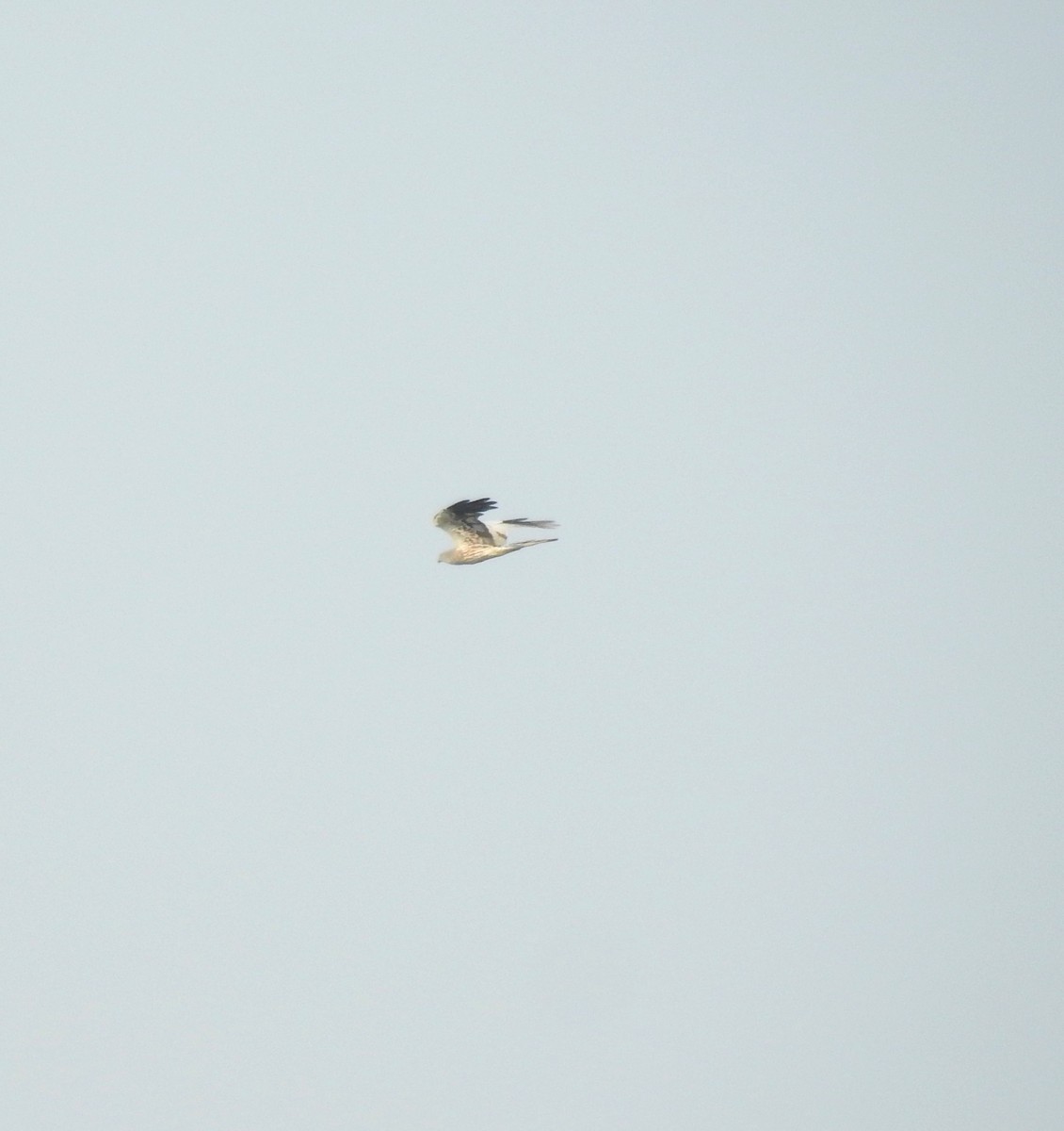 Montagu's Harrier - ML626213242