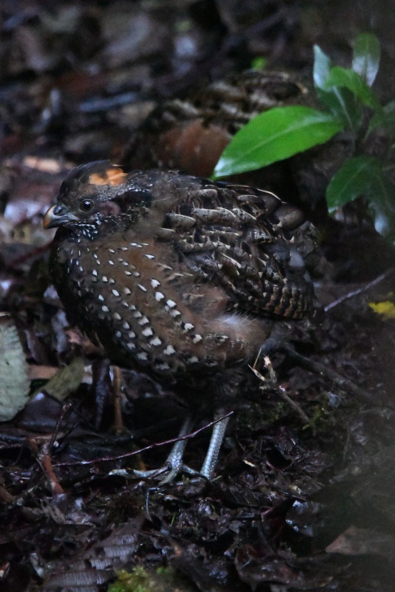 Spotted Wood-Quail - ML626213247