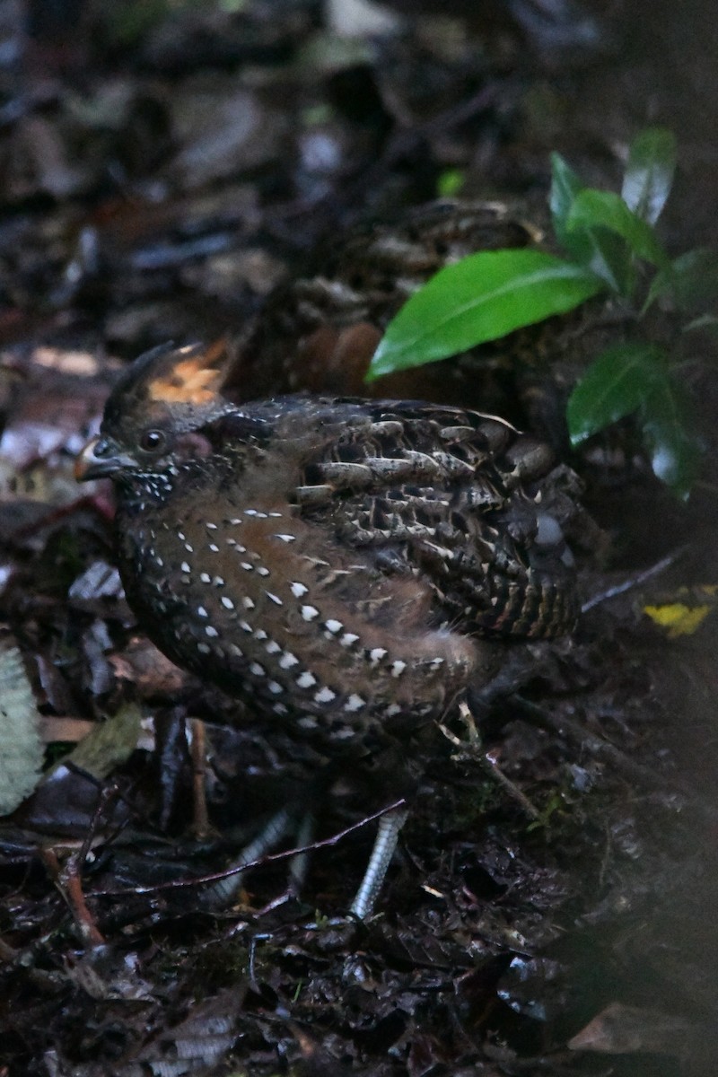 Spotted Wood-Quail - ML626213249