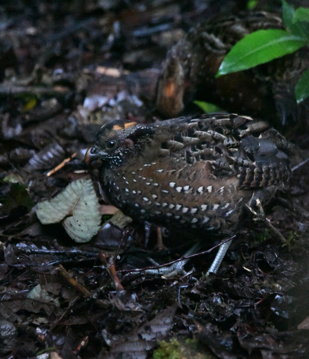 Spotted Wood-Quail - ML626213250