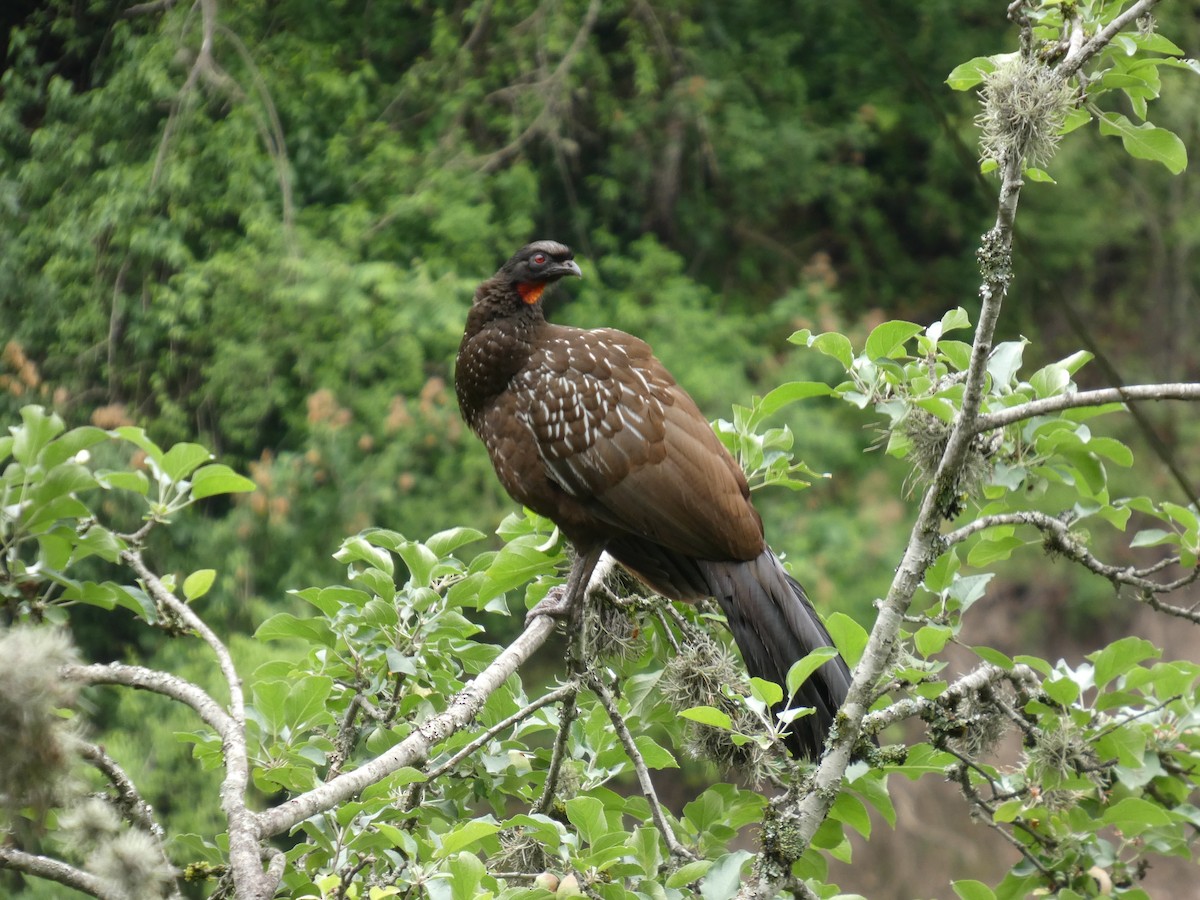 Yungas Guan - ML626213488