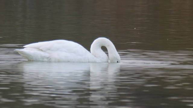 Whooper Swan - ML626213547