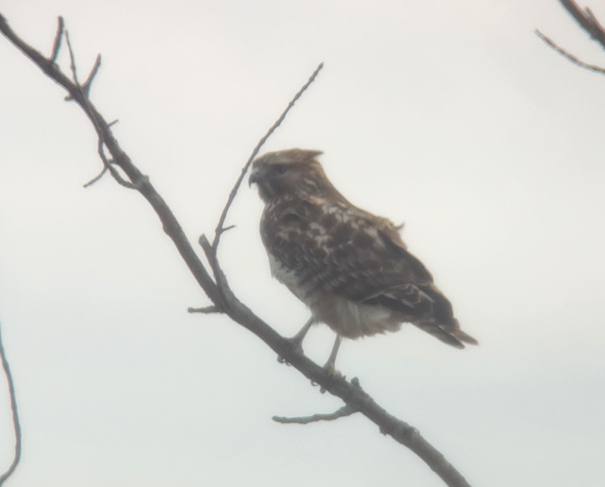 Red-shouldered Hawk - ML626213646