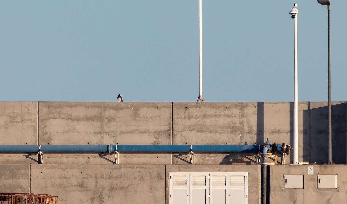 Brown Booby - ML626213816