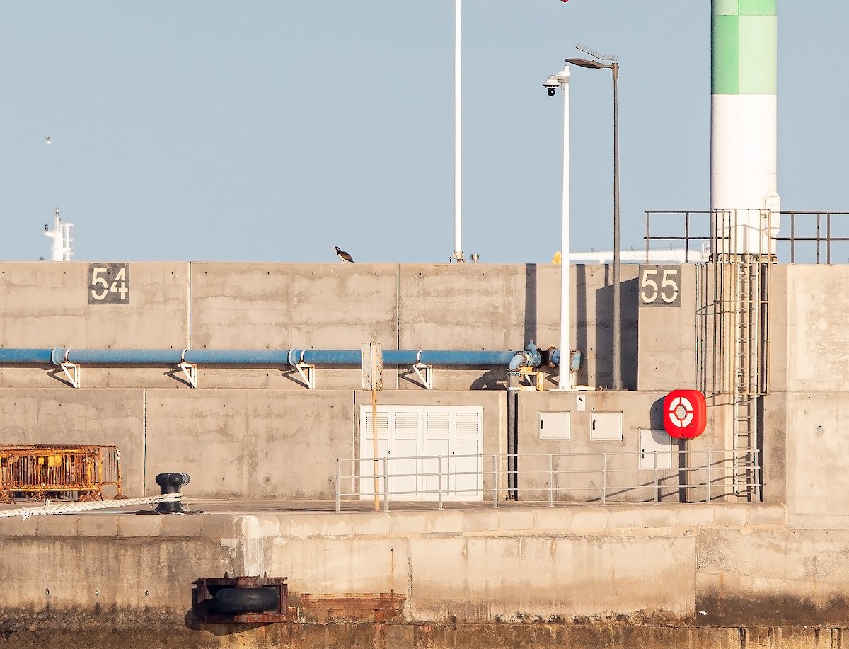 Brown Booby - ML626213817