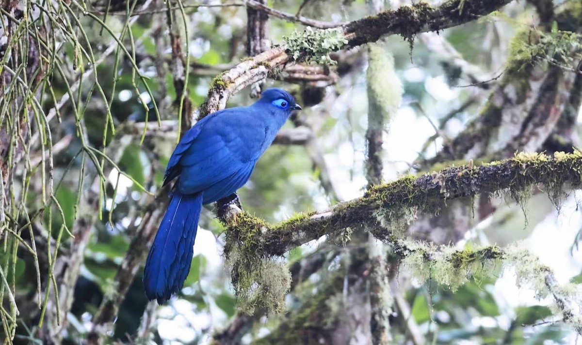 Blue Coua - ML626213893