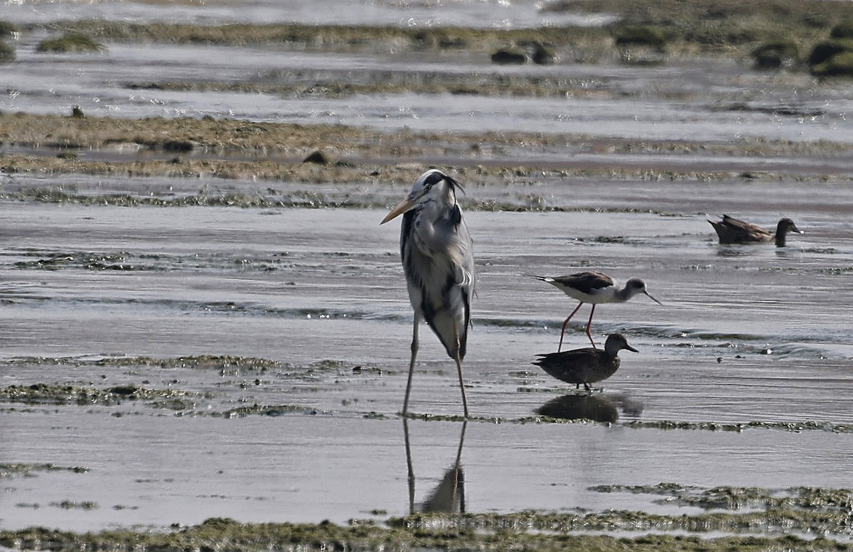 Gray Heron (Gray) - ML626214034