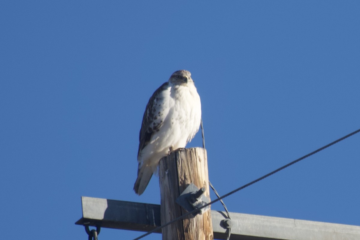 Königsbussard - ML626214099