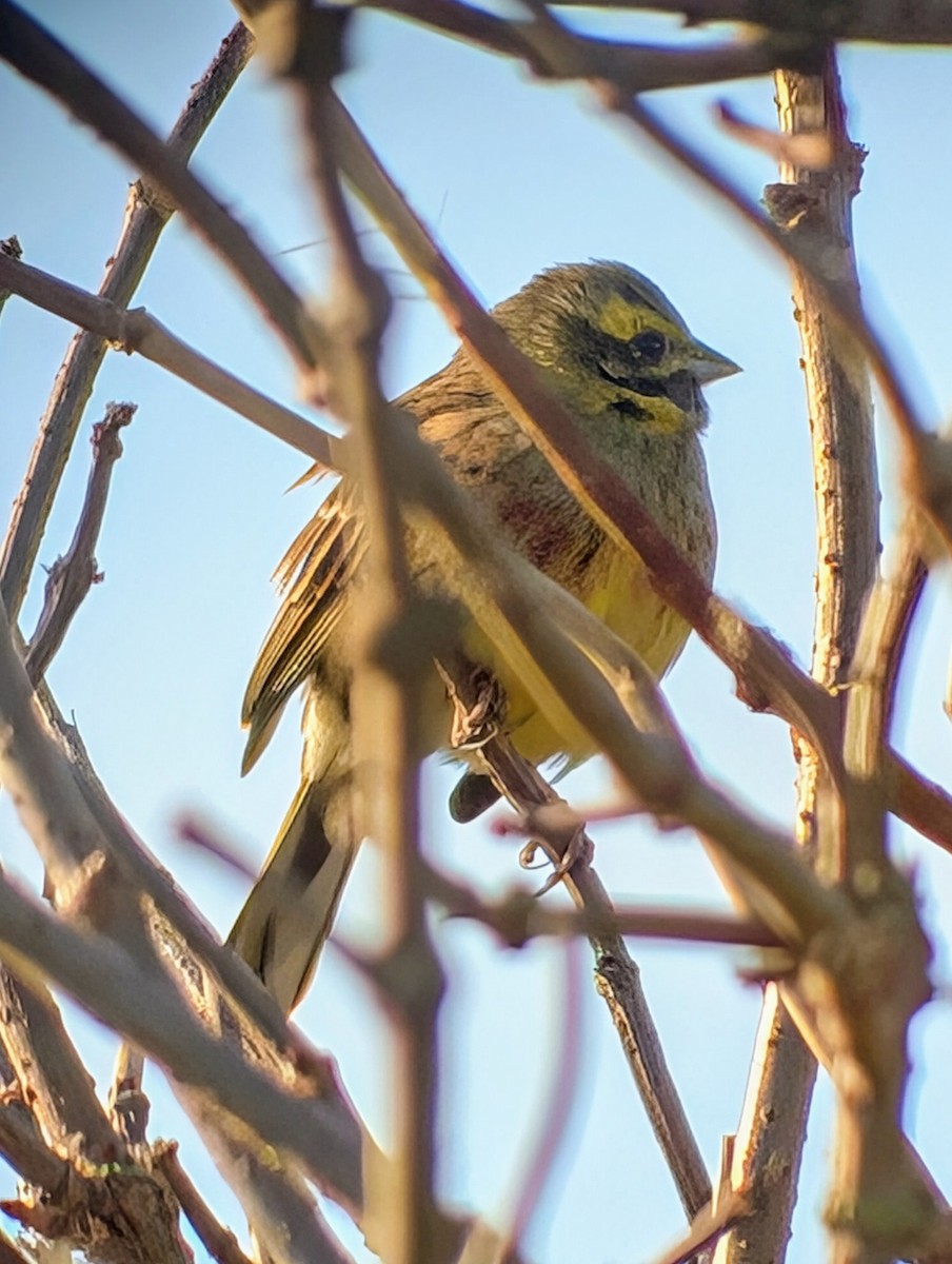 Cirl Bunting - ML626214198