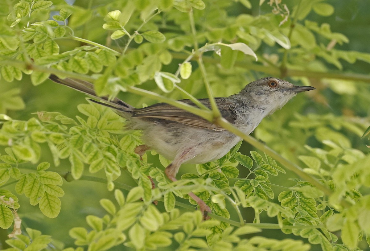 Graceful Prinia - ML626214330