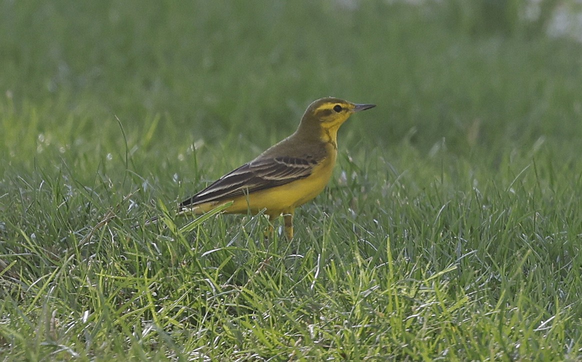 Western Yellow Wagtail (flavissima/lutea) - ML626214343