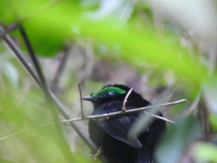 Velvet Asity - ML626214418