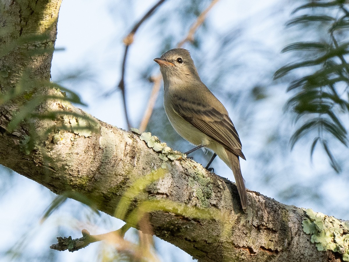 Northern Beardless-Tyrannulet - ML626214651