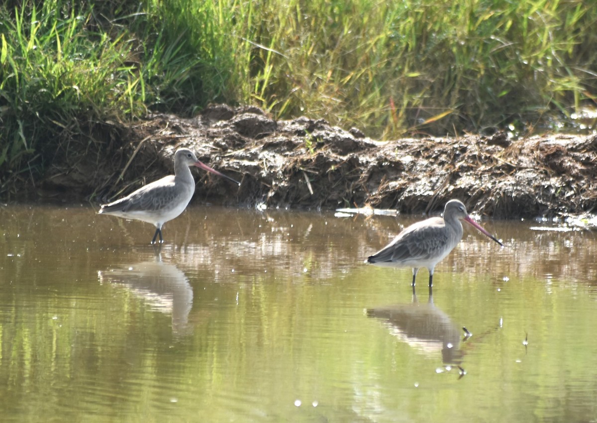 Black-tailed Godwit - ML626215009