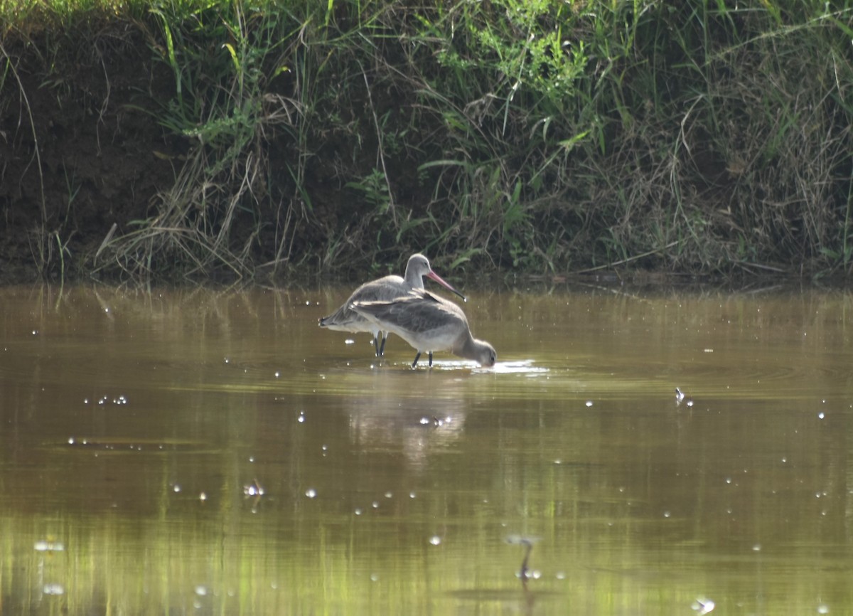 Black-tailed Godwit - ML626215021