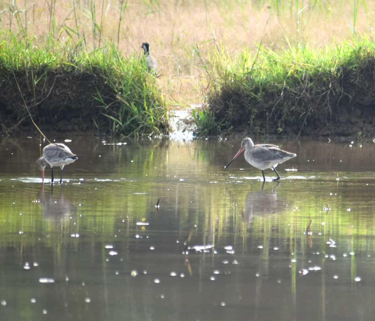 Black-tailed Godwit - ML626215024