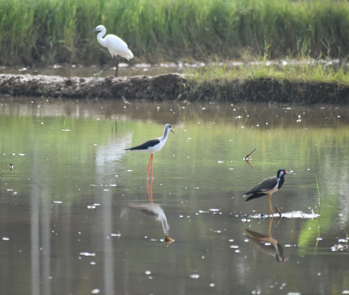 Black-winged Stilt - ML626215077
