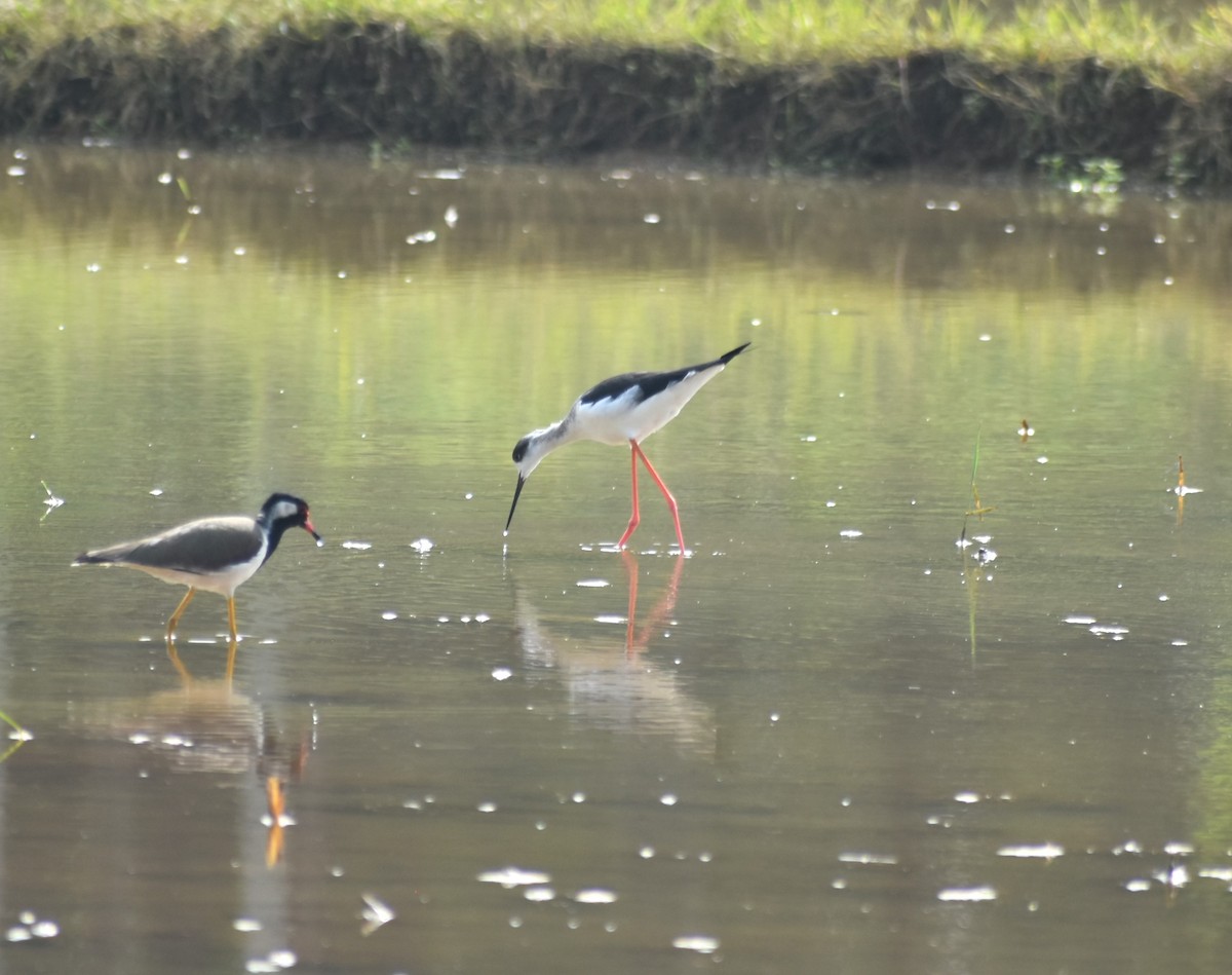 Black-winged Stilt - ML626215089