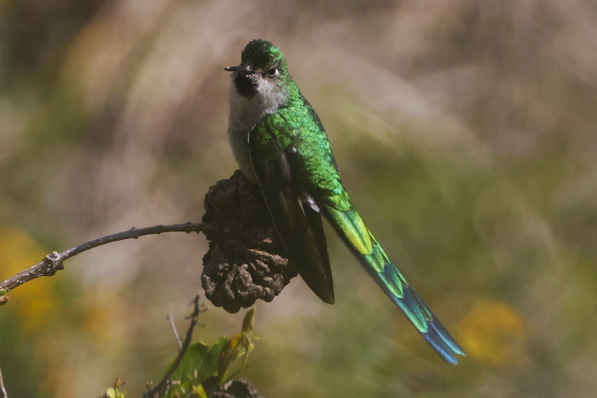 Gray-bellied Comet - ML626215227