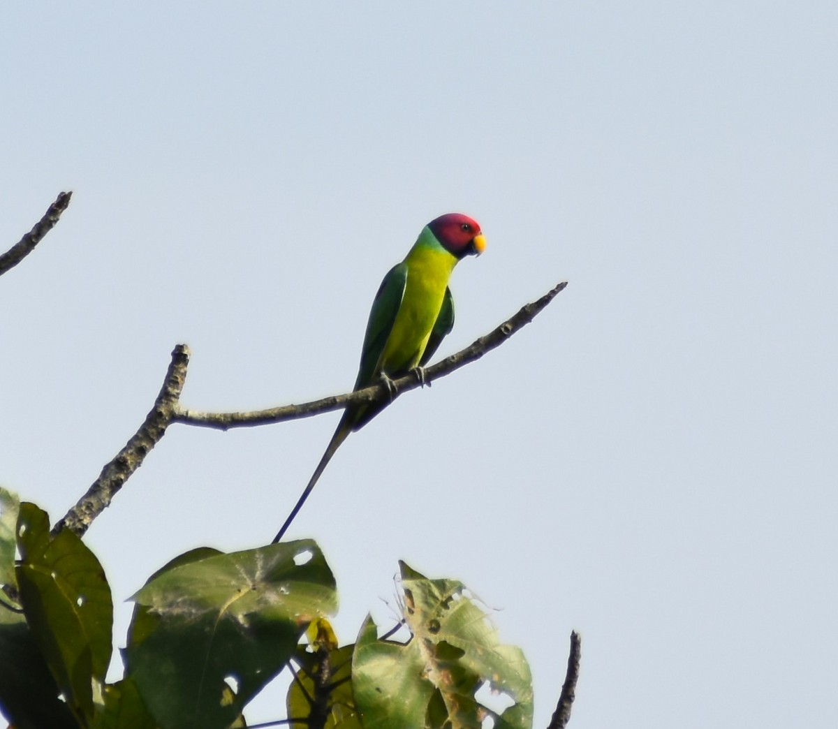Plum-headed Parakeet - ML626215249