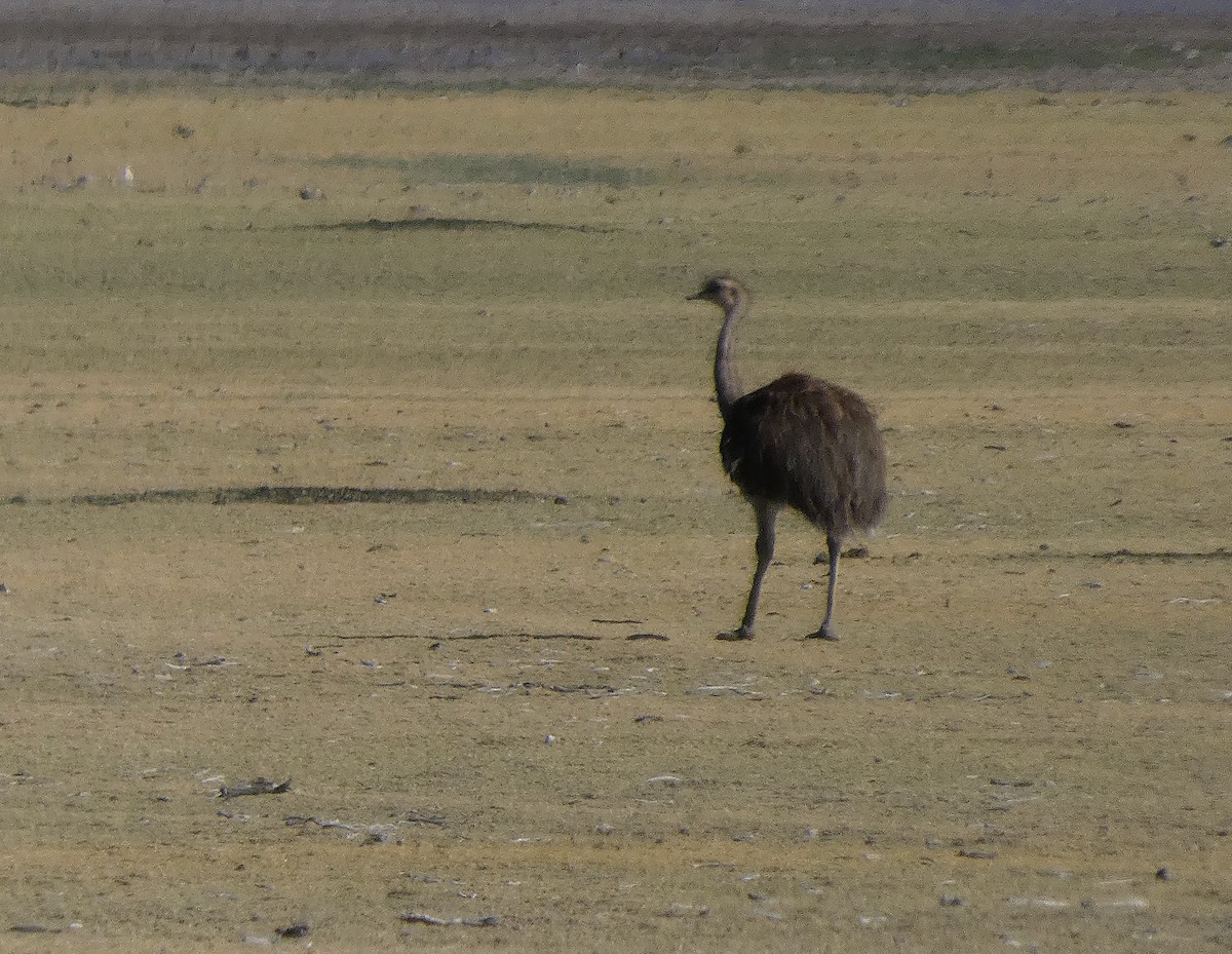 Lesser Rhea - ML626215281