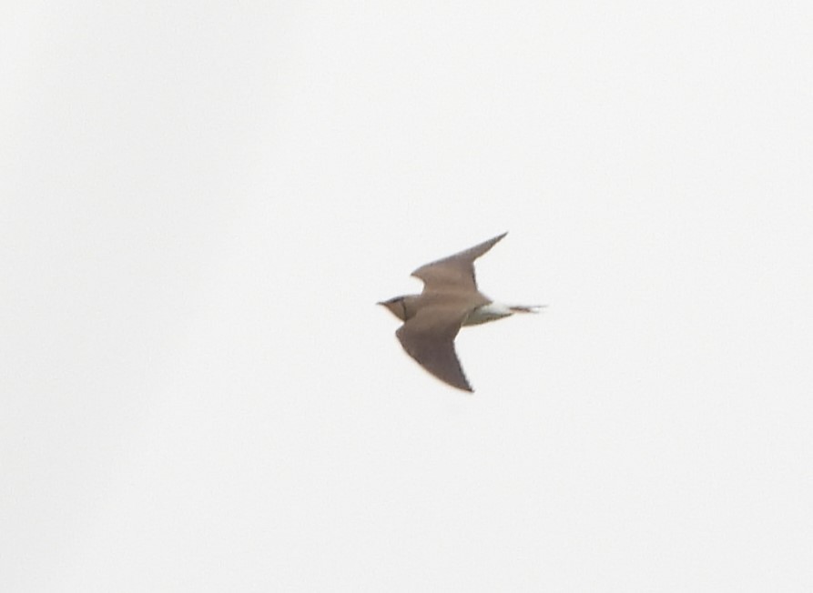 Oriental Pratincole - ML626215409