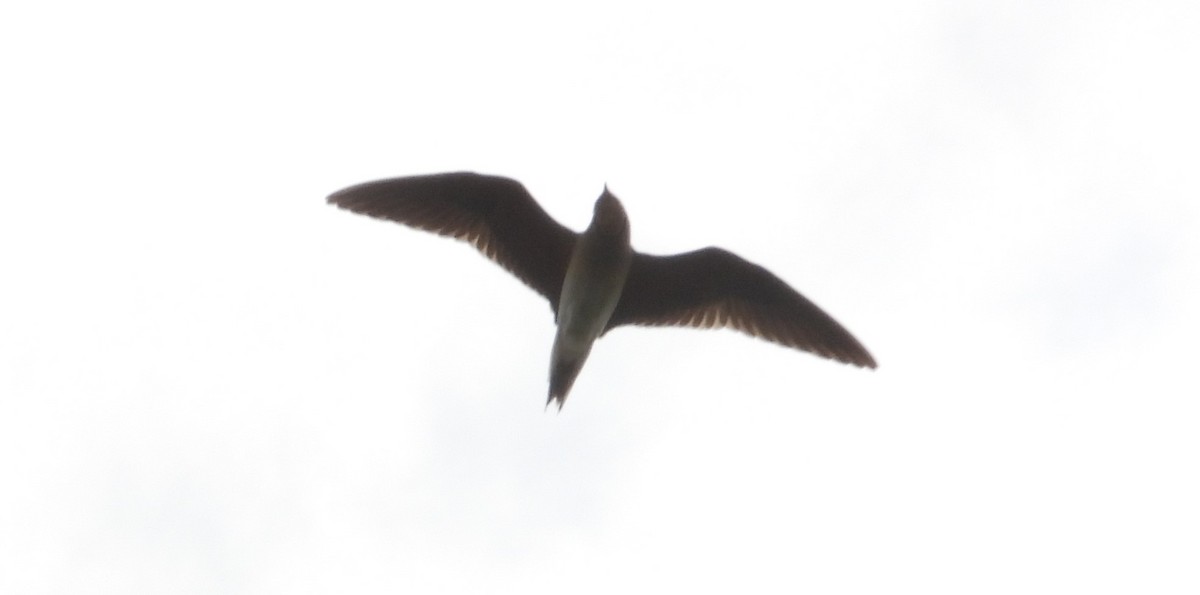 Oriental Pratincole - ML626215410