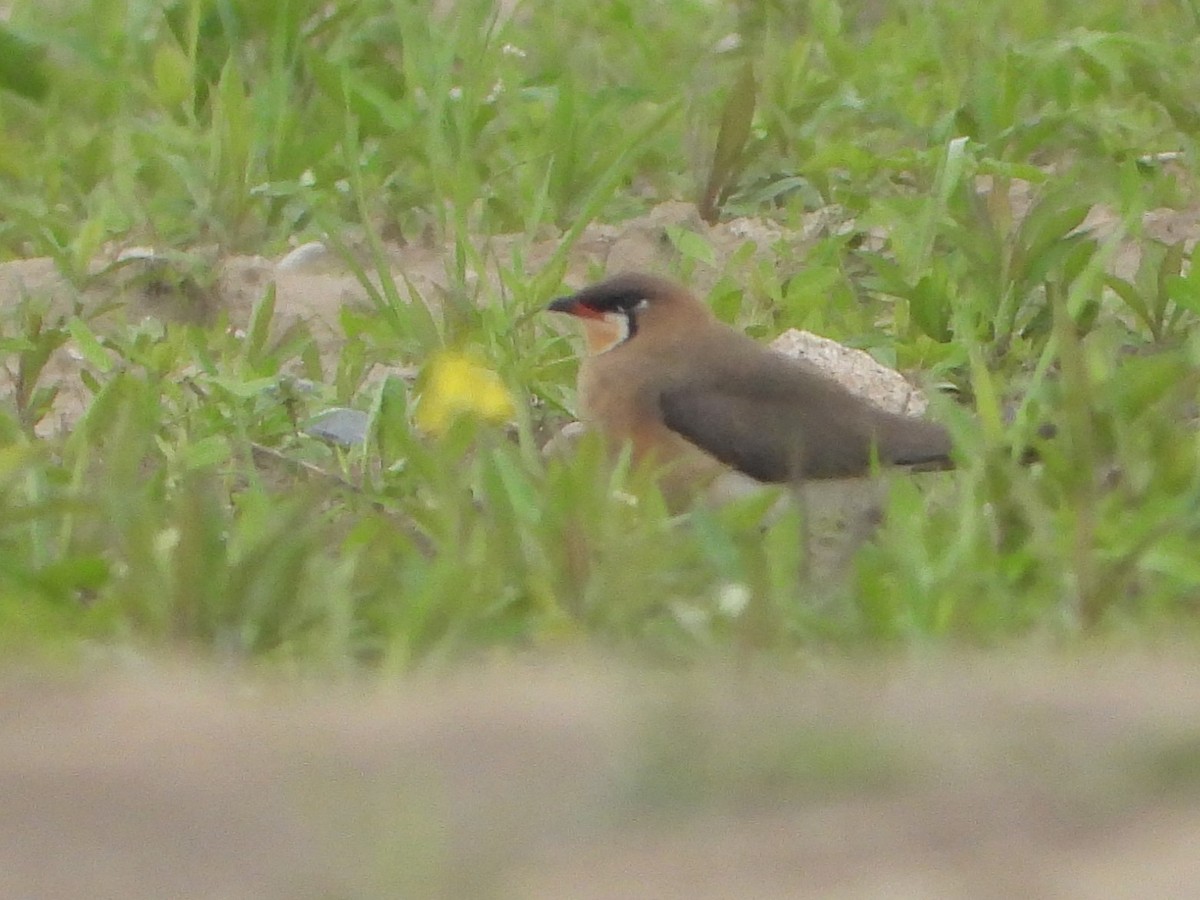 Oriental Pratincole - ML626215411