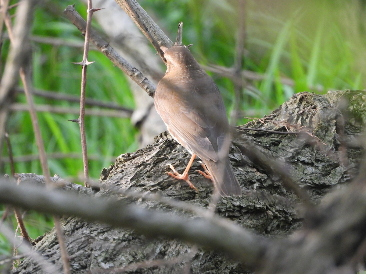 Japanese Thrush - ML626215440