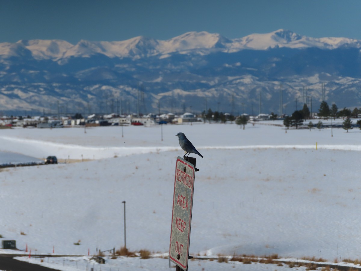 Mountain Bluebird - ML626215488