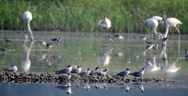 River Tern - ML626215606