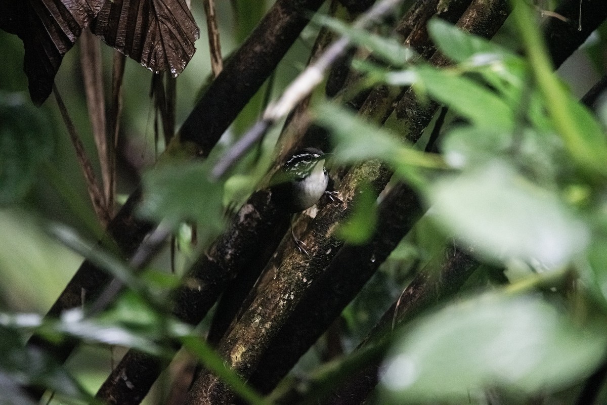 White-breasted Wood-Wren - ML626215723