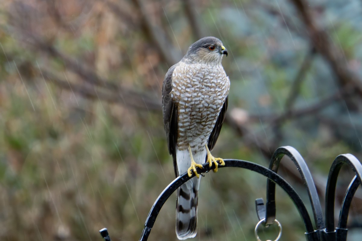 Épervier brun - ML626215904