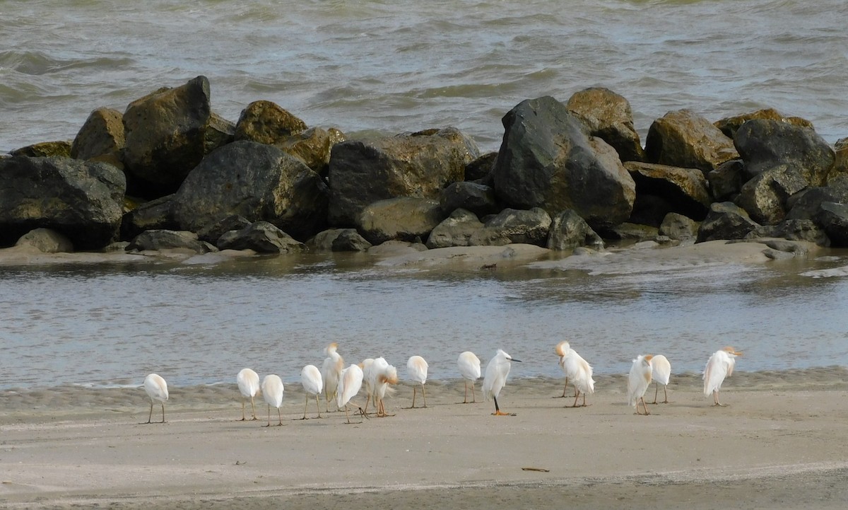 Western Cattle-Egret - ML626215925