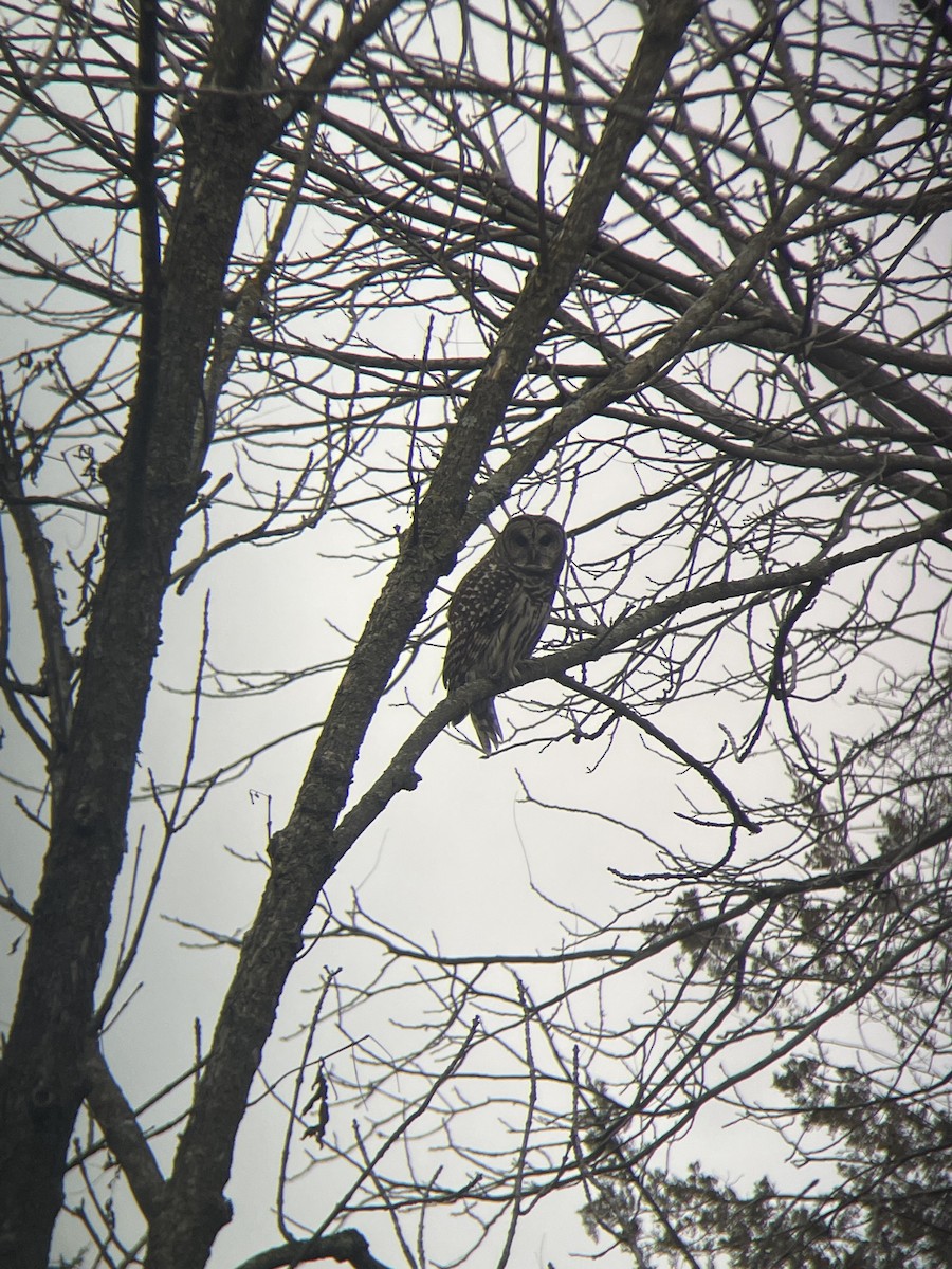 Barred Owl - ML626216146