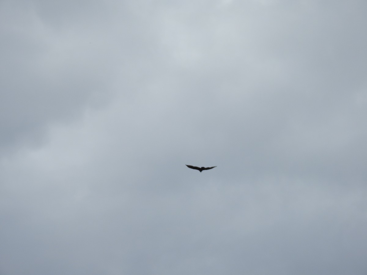 Turkey Vulture - ML626216168