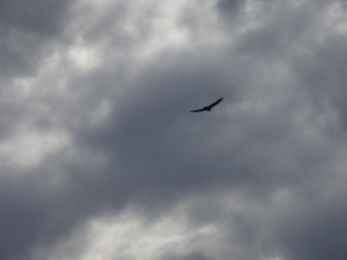 Turkey Vulture - ML626216169