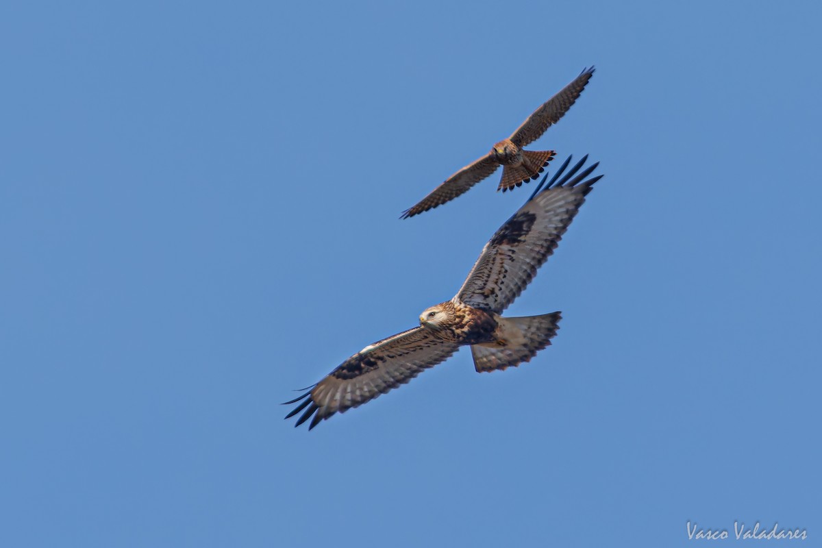 Eurasian Kestrel - ML626216348
